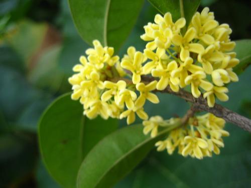 家庭养什么花风水好