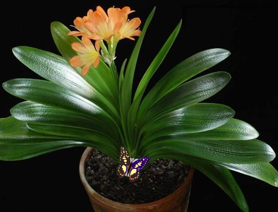 橡皮树风水作用橡皮树有毒吗