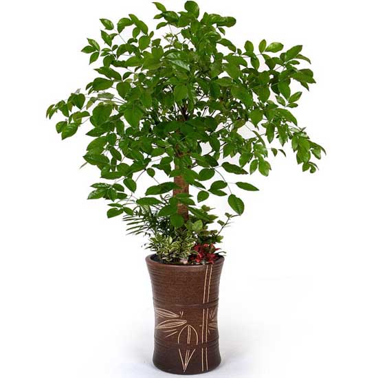  幸福树怎么养? 家居如何摆放幸福树